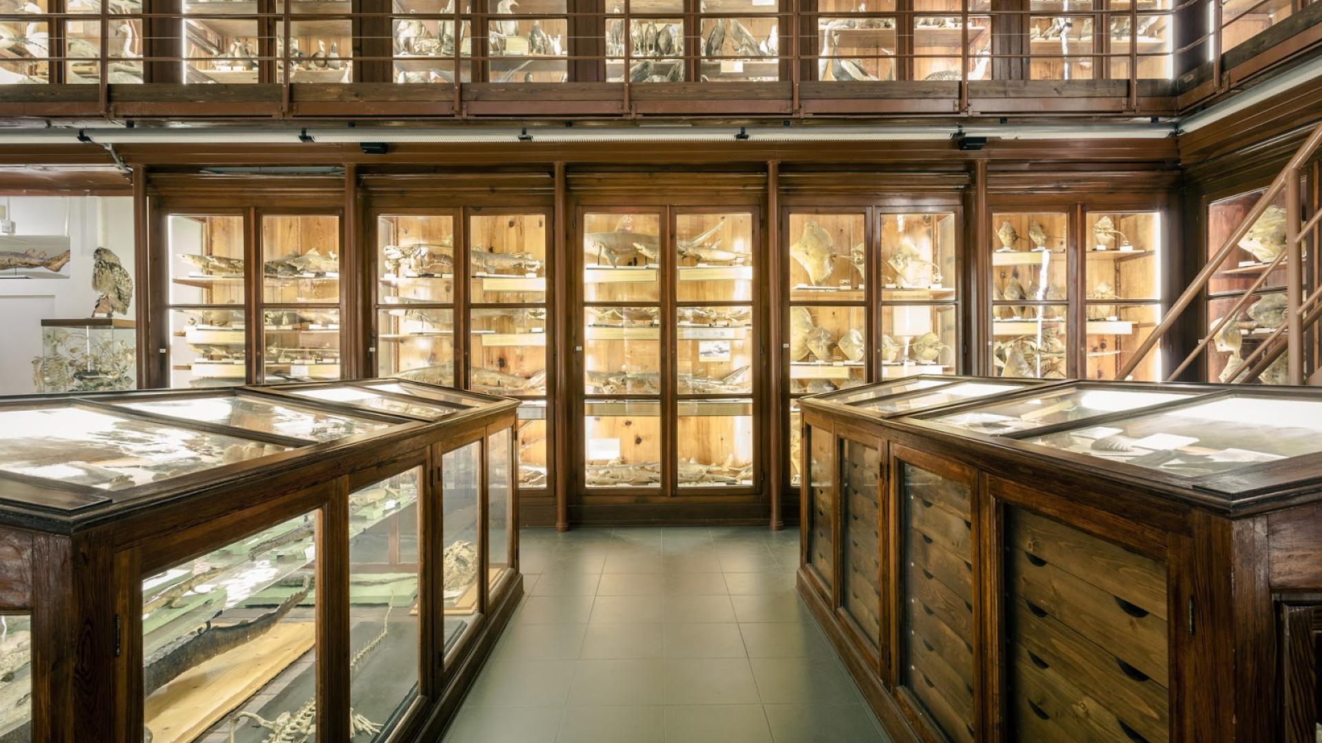 Museo Doderlein - Sala espositiva