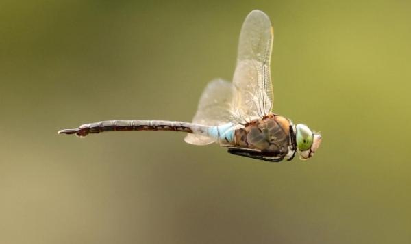 Inseguendo una libellula in Sicilia: gli insetti venuti dal passato aiuteranno a capire il futuro degli ecosistemi