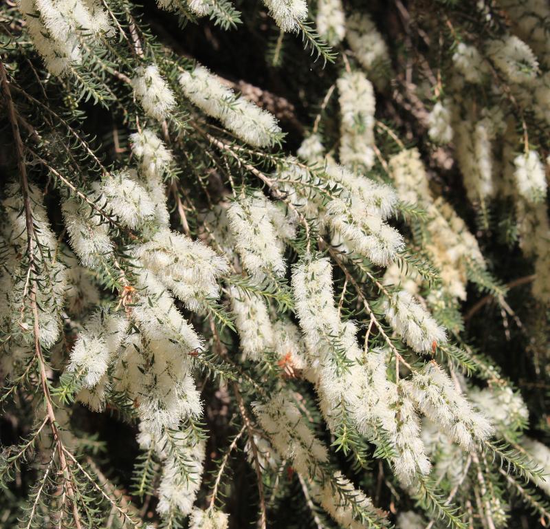 Black tea-tree